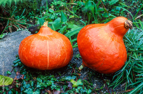 Potimarron, cucurbita maxima  'Uchiki Kuri' photo