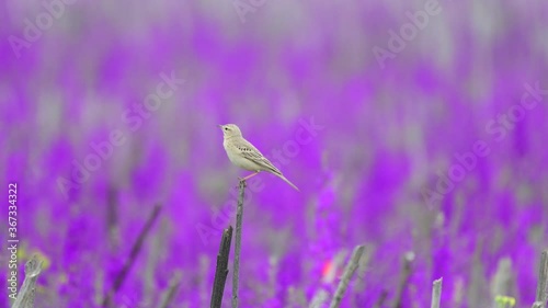 Tawny pipit sitting on a twig in a flower field , anthus campestris