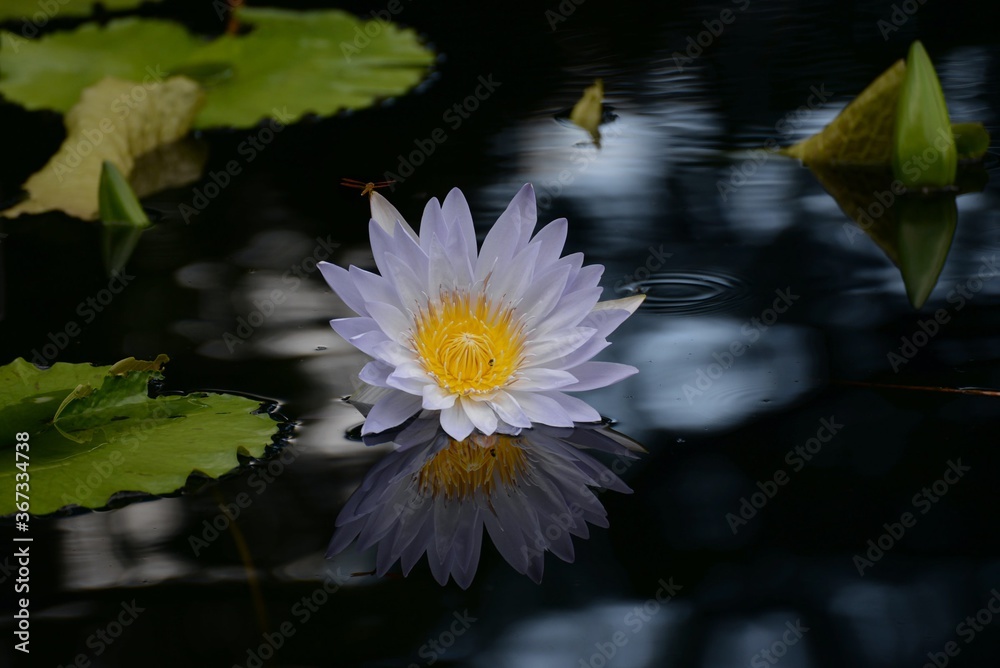 This is a tropical day-blooming water lily called This is a tropical day-blooming water lily called
