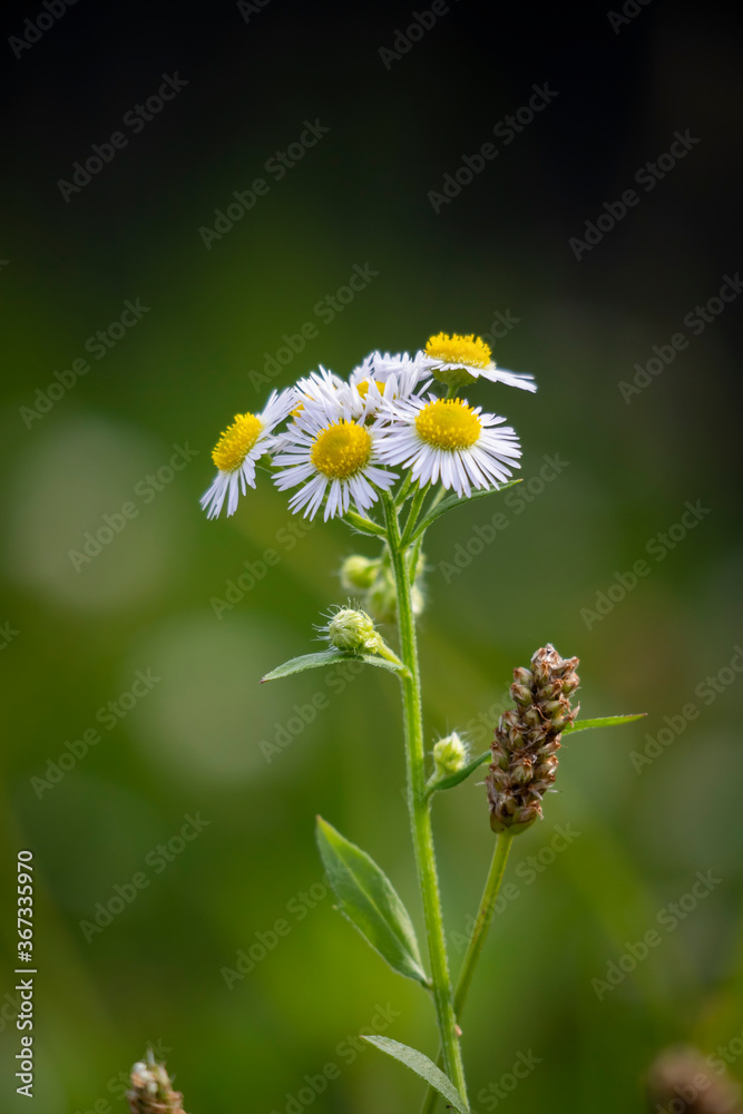 Daisy chamomile flower isolated with bokeh background. Daisy chamomile flower isolated with bokeh background.