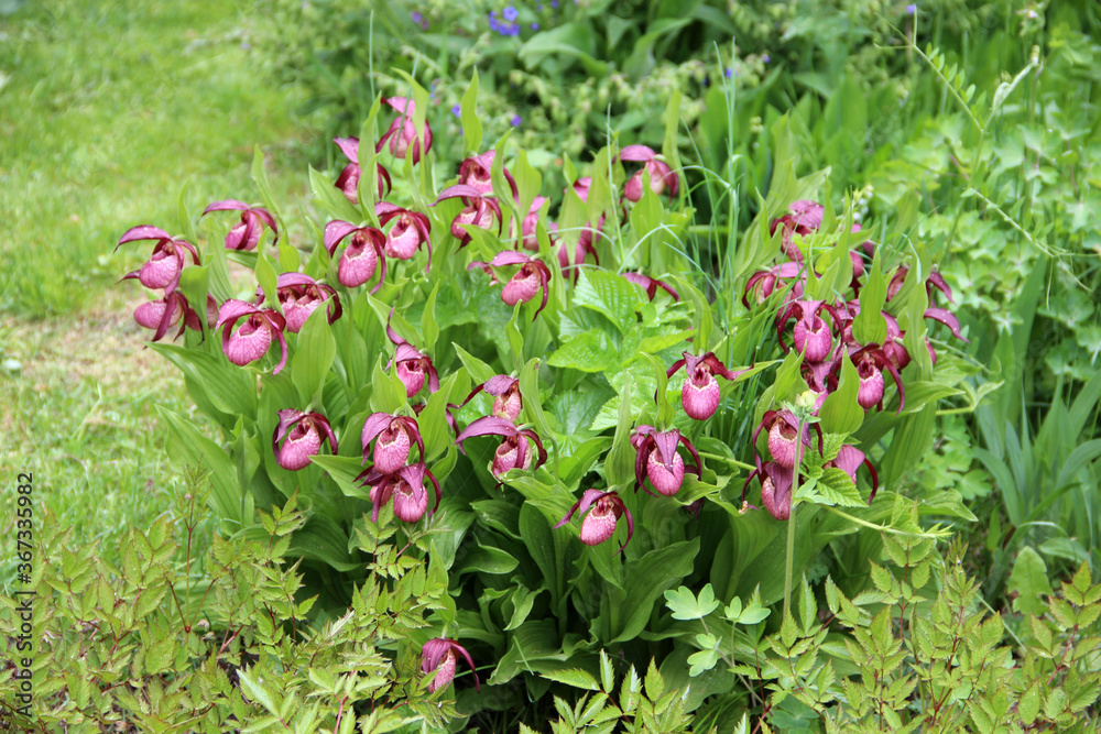 Violet Showy Lady's-slipper flowers on green natural background.