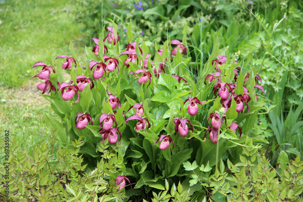 Violet Showy Lady's-slipper flowers on green natural background. Violet Showy Lady's-slipper flowers on green natural background.