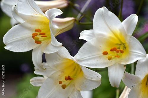 Blüten einer weißen Lilie