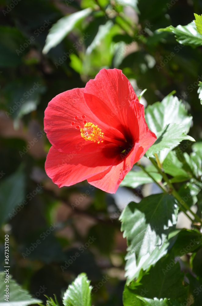 Nature tropical photography. Close up image of red Chinese hibiscus flower
