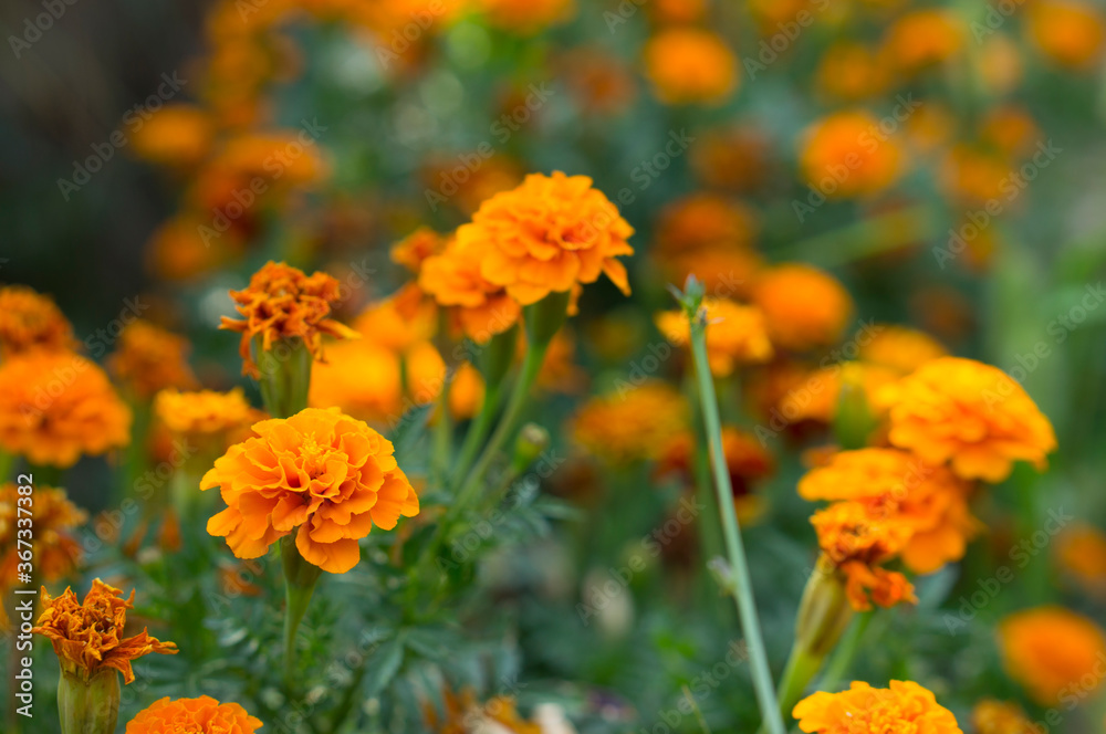 Beautiful bush of flowers growing in the garden. Yellow and orange flowers. Beautiful bush of flowers growing in the garden. Yellow and orange flowers.
