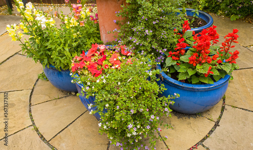 Foto Patio pots containing summer bedding annuals