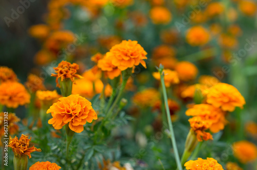 Beautiful bush of flowers growing in the garden. Yellow and orange flowers. © Сергей Дудиков