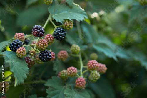 Blackberry ripening, the blackberry bush on the farm produces a harvest