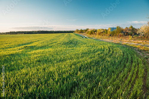 Countryside Rural Field Landscape With Young Wheat Sprouts In Spring Summer Evening. Beauty In Agricultural Field. Young Wheat Shoots