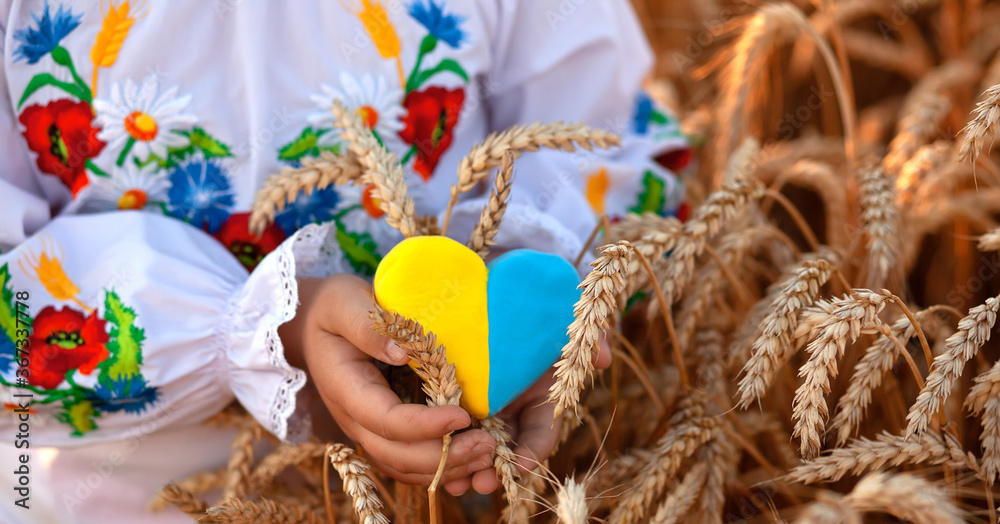 A yellow and blue heart and spikelets of wheat in the hands of a child in an embroidered shirt ( vyshyvanka). Wheat field at sunset. backlightю Ukraine's Independence Day