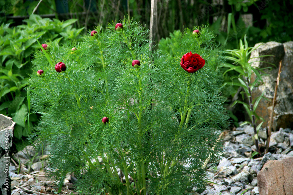 Vibrant red flowers on sturdy stems surrounded by green leaves like a conifer needles. Vibrant red flowers on sturdy stems surrounded by green leaves like a conifer needles.