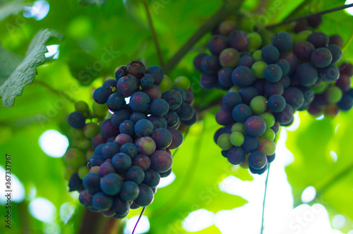 Bunches of grapes hanging on the vine