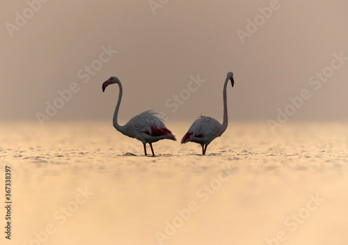 Greater Flamingos  at dawn, Asker coast, Bahrain © Dr Ajay Kumar Singh