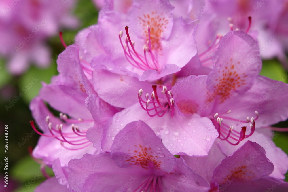 Rhododendron, azalea - Garden - close up on pink flowers Rhododendron, azalea - Garden - close up on pink flowers