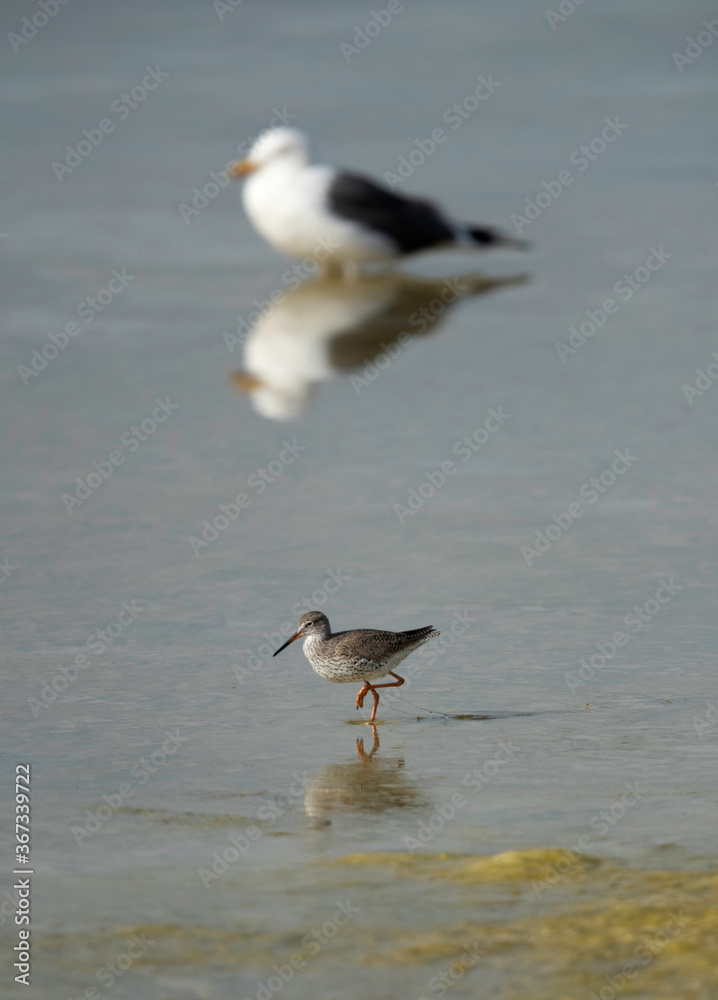 Redshank with backrop Great black-backed gull Redshank with backrop Great black-backed gull