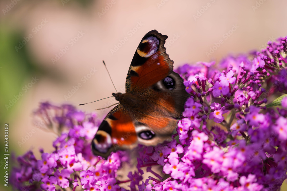 Obraz premium Motyl spijający nektar z kwiatów krzewu Budleja Dawida.