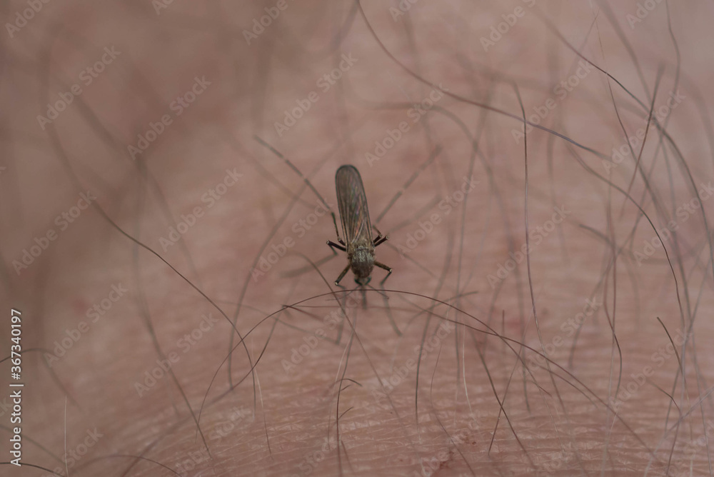 Komar pijący krew człowieka.