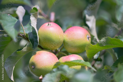 Jabłka dojrzewające na gałęzi jabłoni w sadzie.