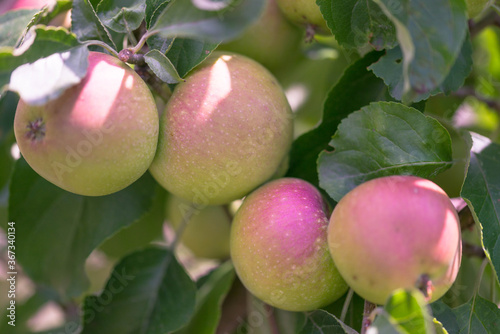 Jabłka dojrzewające na gałęzi jabłoni w sadzie.