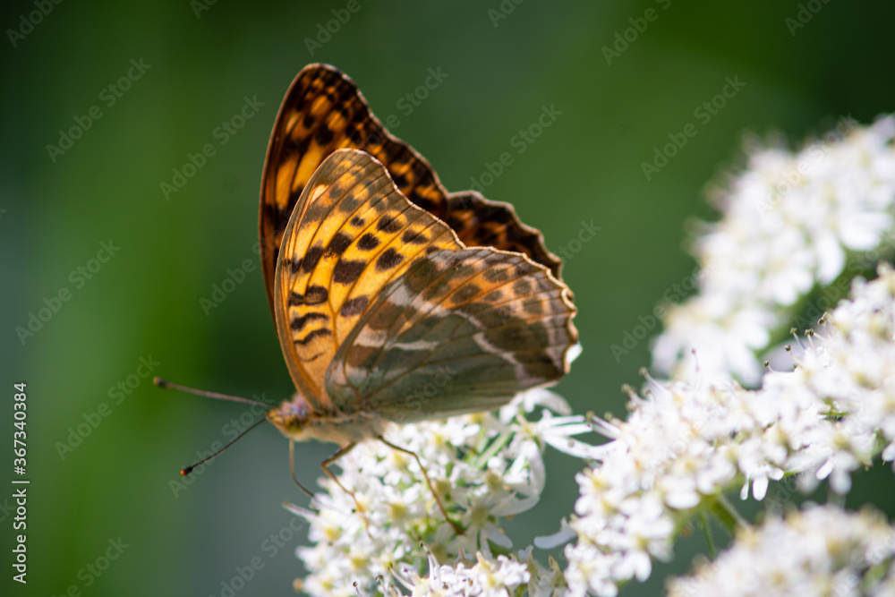 Fototapeta premium Beautiful summer butterflies on flowers and leaves