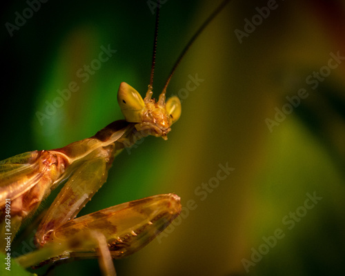Plakat Mantis being sassy