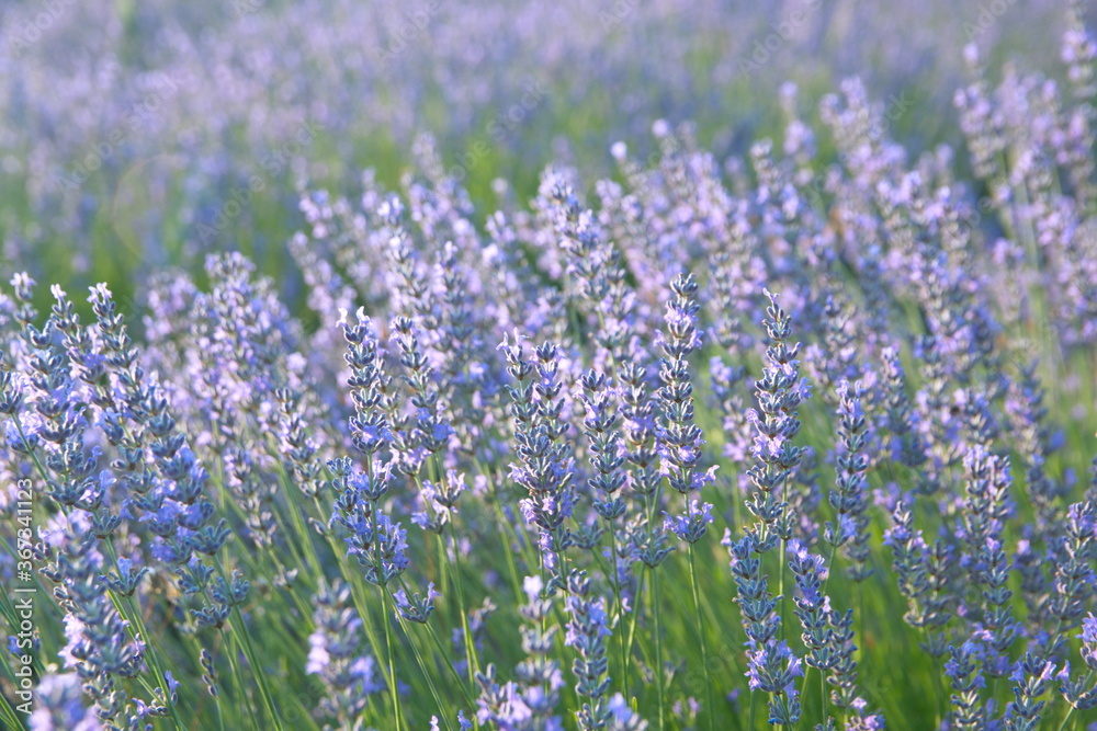 Obraz premium Field of Lavender, Lavandula angustifolia, Lavandula officinalis 