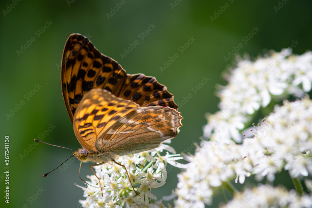 Obraz premium Beautiful summer butterflies on flowers and leaves