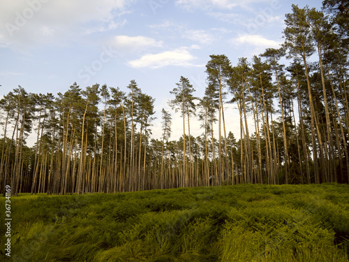 Fototapeta Naklejka Na Ścianę i Meble -  Czoło lasu.