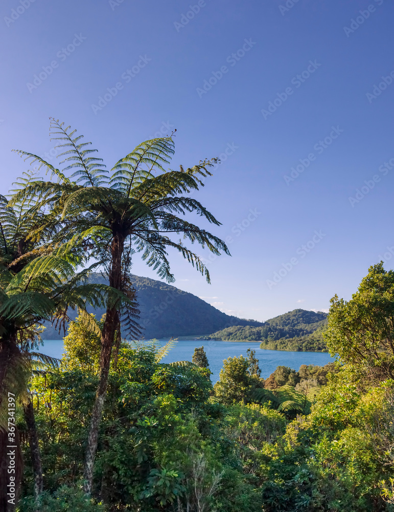 Tree ferns around Blue Lake, New Zealand Tree ferns around Blue Lake, New Zealand