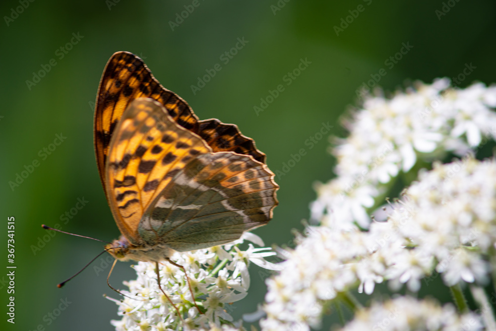 Obraz premium Beautiful summer butterflies on flowers and leaves