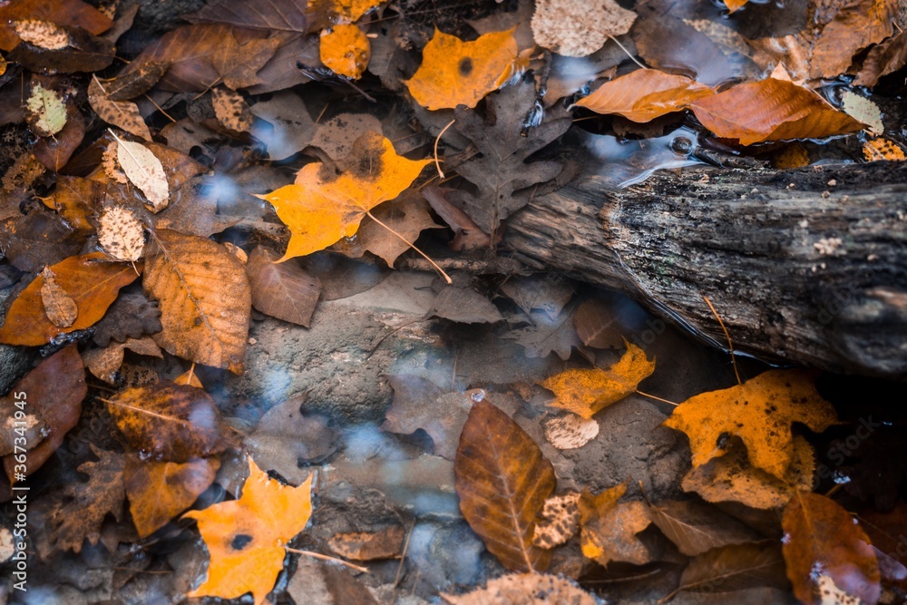 autumn leaves on the ground autumn leaves on the ground