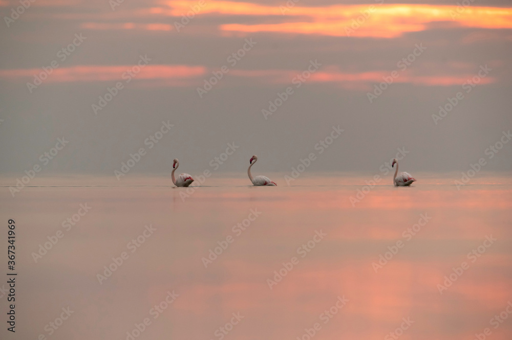 Greater Flamingos and the dramatic hue in the sky and on water,  Bahrain