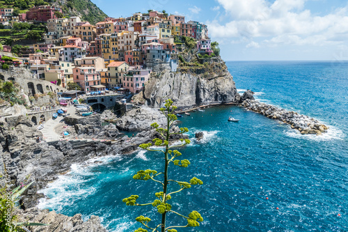Aerial view of Manarola with an agave in foreground