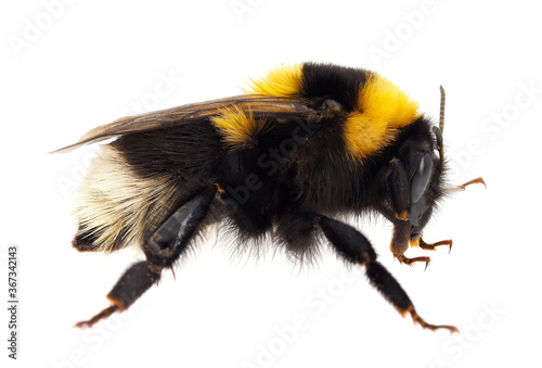 Photography Large garden bumblebee isolated on white background, Bombus ruderatus