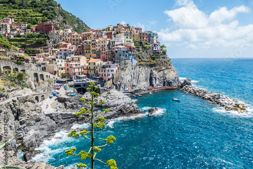 Aerial view of Manarola in the Cinque Terre with an agave in foreground