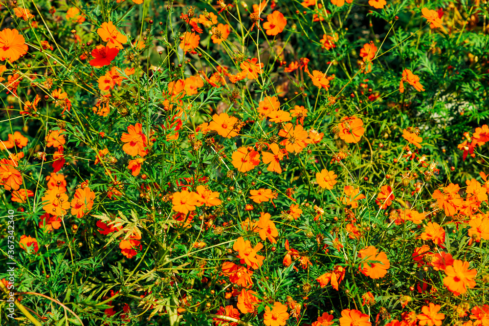 Orange wildflowers in bloom