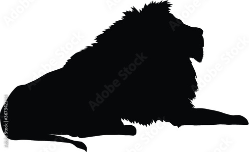 silhouette of a lion