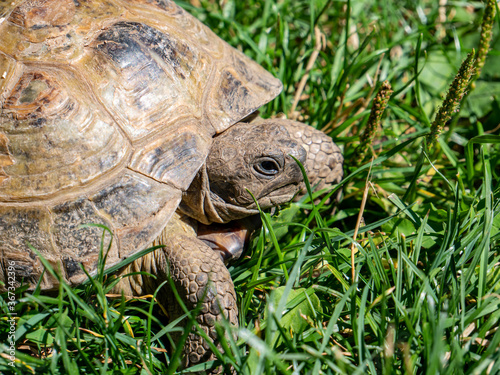 Greek four-toed tortoise on the grass