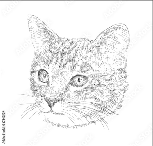 vector illustration of a cat © predragilievski