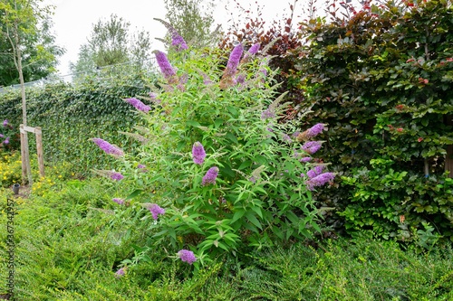 Purple flowering butterfly bush or summer lilac (latin name: Buddleja davidii). photo