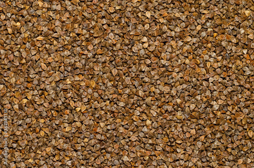 Common buckwheat seeds with husks, surface and background. Gluten-free pseudocereal with grain-like seeds, used as a cover crop. Fagopyrum esculentum. Food photo, top view, from above. Common buckwheat seeds with husks, surface and background. Gluten-free pseudocereal with grain-like seeds, used as a cover crop. Fagopyrum esculentum. Food photo, top view, from above.