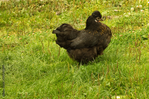 Hühner im Garten auf einer grünen Wiese