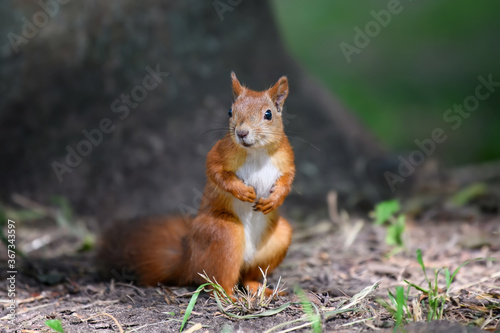 Cute red squirrel in autumn forerst © byrdyak
