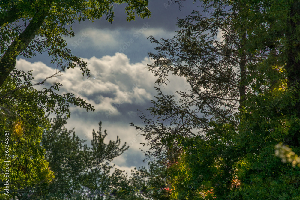Blue sky and clouds with trees