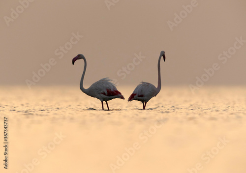 Greater Flamingos in the morning light at Asker coast  Bahrain