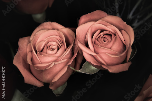 Close-up of two pink roses against a blurred natural background