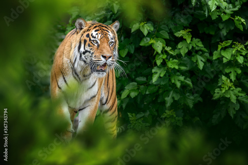 Tiger, wild animal in the natural habitat
