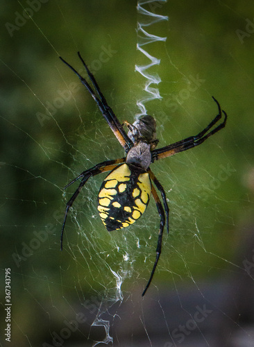 A black and yellow garden spider wraps its lunch up in silk