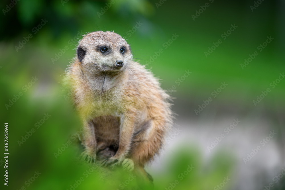 Fototapeta premium Meerkat standing looking for something. Suricata suricatta wild predators in natural environment.