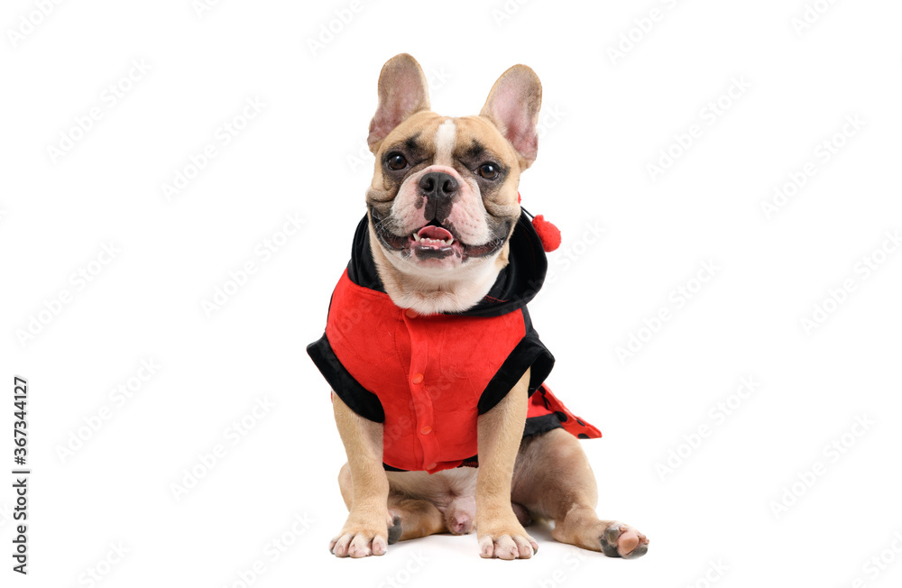 Adorable French Bulldog wearing a cute and funny Ladybug costume isolated